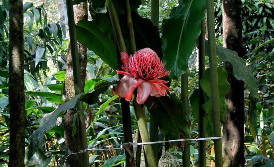 Periyar Spice & Ayurvedic Garden